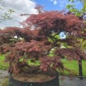 Acer palmatum 'Inaba Shidare' - Foto 2