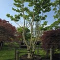 Heptacodium miconioides - Foto 2