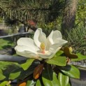 Magnolia grandiflora 'Galissonnière' - 1