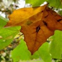 Platanus x Hispanica 'Alphon's Globe'