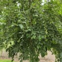 Styrax japonicus - 3