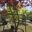 Acer palmatum 'Bloodgood' - 1