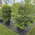 Osmanthus x Burkwoodii - 1