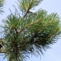 #2176 Pinus sylvestris Waldkiefer , Fliegenkiefer