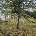 Cedrus libani - 1