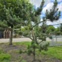 Pinus nigra Oregon Green - Foto 2