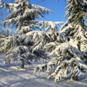 Cedrus libani - 1