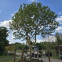 Magnolia 'Susan' - Foto 1