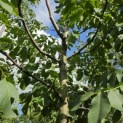 Juglans regia 'Broadview'' - Foto 7