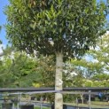 Prunus Lusitanica angustifolia - 1