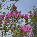 Magnolia liliiflora 'Nigra' - 4
