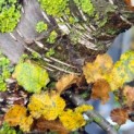 Nothofagus