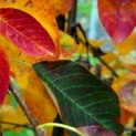 Amelanchier lamarckii - Foto 3