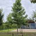 Liquidambar styraciflua 'Worplesdon' - 1