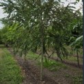 Cercidiphyllum japonicum - 2