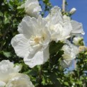 Hibiscus syriacus 'White Chiffon' - 1