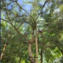 Pinus sylvestris - Foto 4