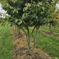 Parrotia persica - 4