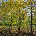 Corylus Avellana 'Aurea' - 3