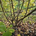 Corylus Avellana 'Aurea' - 2