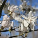 Magnolia loebneri 'Merrill' - 1