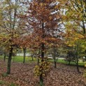 Fagus sylvatica - november 2024