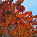 Fagus sylvatica 'Atropunicea' - Afbeelding 6
