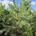 Pinus sylvestris - Foto 2