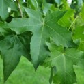 Liquidambar styraciflua - Afbeelding 4