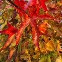 Liquidambar styraciflua - 3