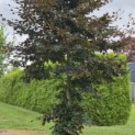 Fagus sylvatica 'Atropunicea' - Foto 1