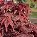 Acer palmatum 'Bloodgood' - Foto 1