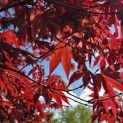 Acer palmatum 'Bloodgood' - Foto 2