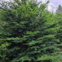 Taxus Baccata - Foto 1