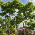 Heptacodium miconioides - 3