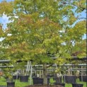 Acer palmatum - 2