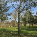 Pinus sylvestris - Foto 2