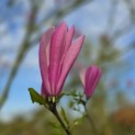 Magnolia 'Susan' - 3