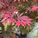 Acer palmatum 'Sumi-Nagashi' - 1