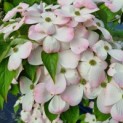 Cornus 'Stellar Pink' - Foto 4