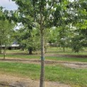 Prunus x 'Yedoensis' - 3