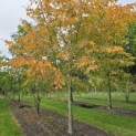 Carpinus betulus - 2