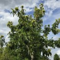 Castanea sativa 'Lyon' - Foto 3