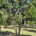 Prunus serrulata 'Kanzan' - 1