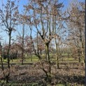Carpinus betulus - 5