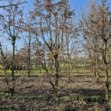 Carpinus betulus - 4