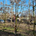 Carpinus betulus - 6