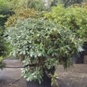 Rhododendron Yakushimanum 'Sonatine' - Foto 2