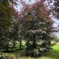 Fagus sylvatica 'Atropunicea' - 1