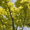 Acer platanoides 'Princeton Gold' - Foto 6